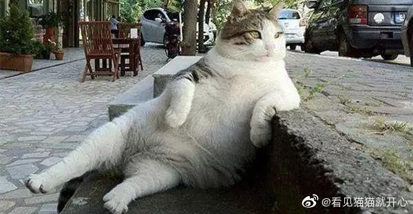 猫图片|宠物猫|猫咪|