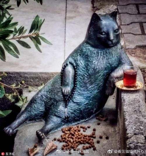 猫图片|宠物猫|猫咪|