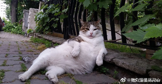 猫图片|宠物猫|猫咪|