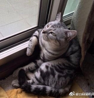 猫图片|宠物猫|猫咪|