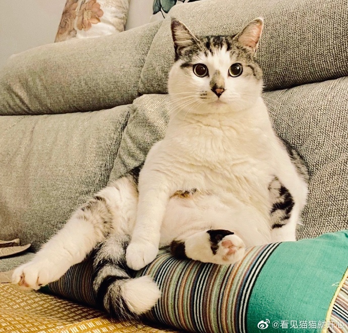 猫图片|宠物猫|猫咪|