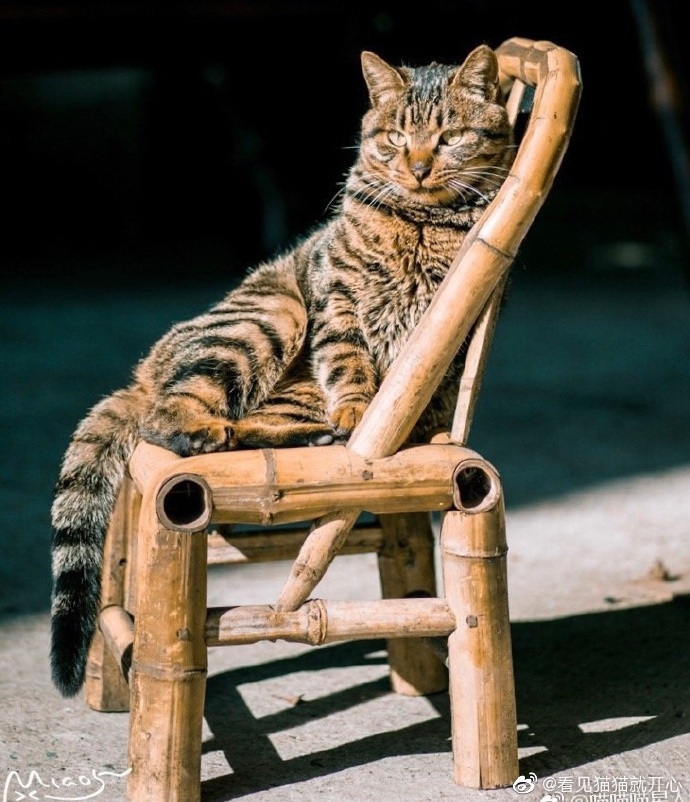 猫图片|宠物猫|猫咪|