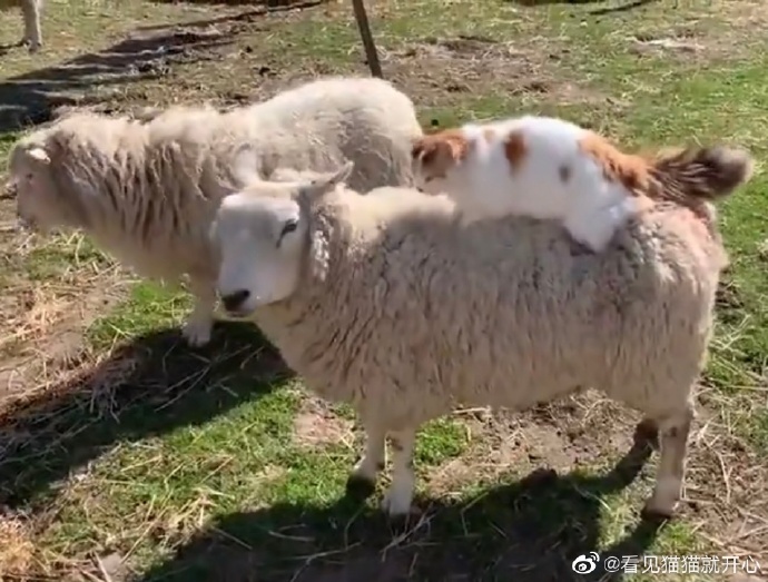 猫图片|宠物猫|猫咪|