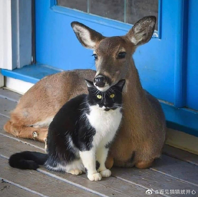 猫图片|宠物猫|猫咪|