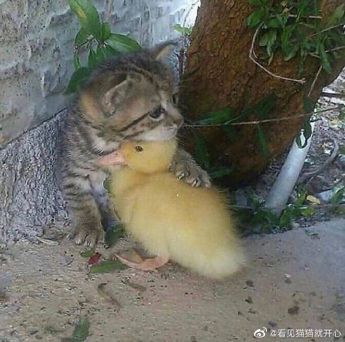 猫图片|宠物猫|猫咪|