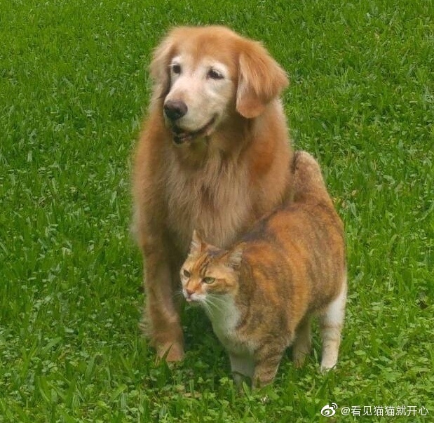 猫图片|宠物猫|猫咪|