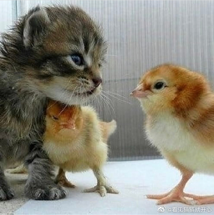 猫图片|宠物猫|猫咪|