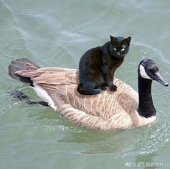 猫图片|宠物猫|猫咪|