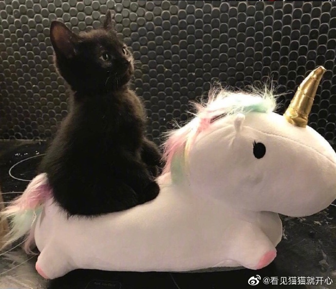 猫图片|宠物猫|猫咪|