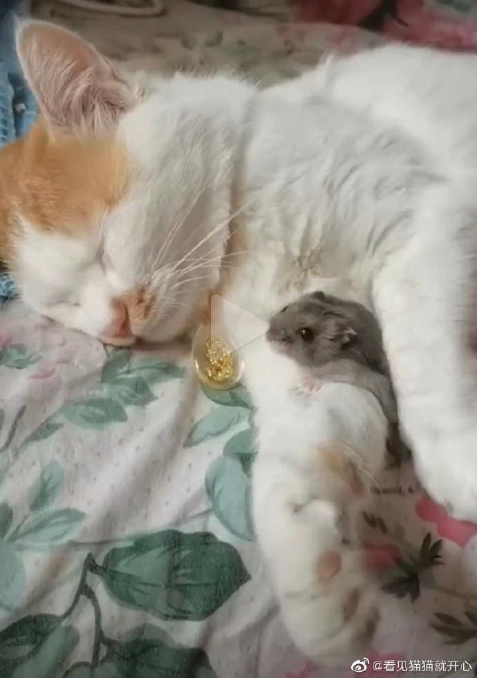 猫图片|宠物猫|猫咪|