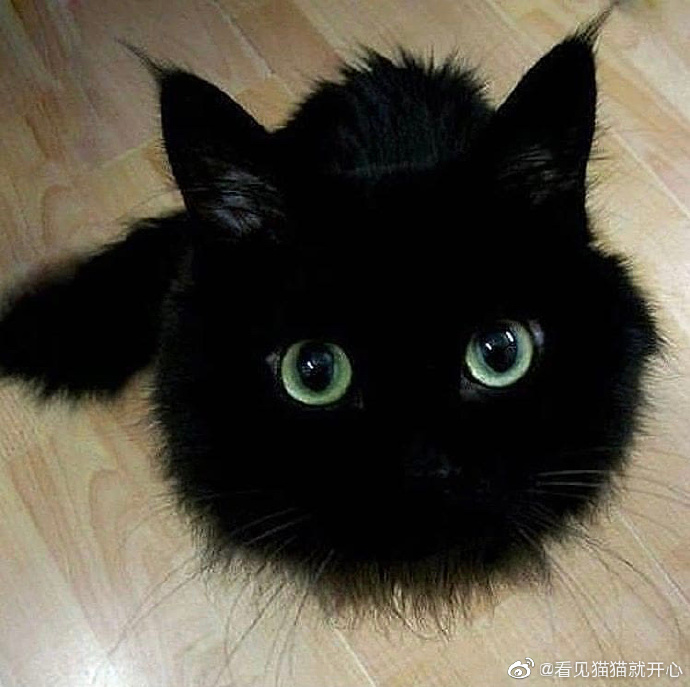 猫图片|宠物猫|猫咪|