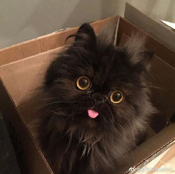 猫图片|宠物猫|猫咪|