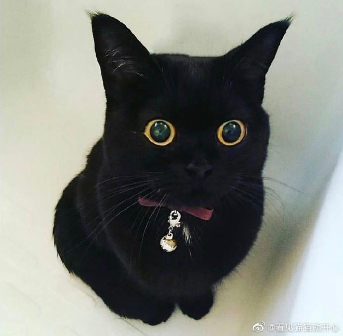 猫图片|宠物猫|猫咪|