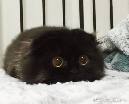 猫图片|宠物猫|猫咪|