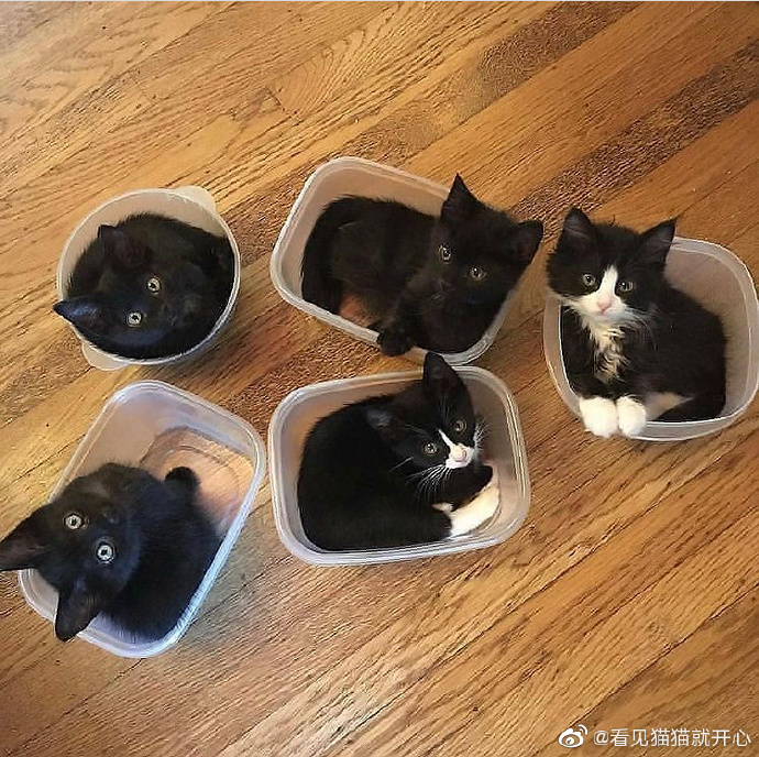 猫图片|宠物猫|猫咪|