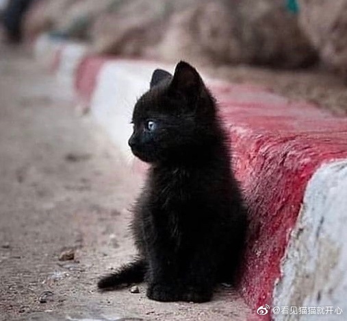 猫图片|宠物猫|猫咪|