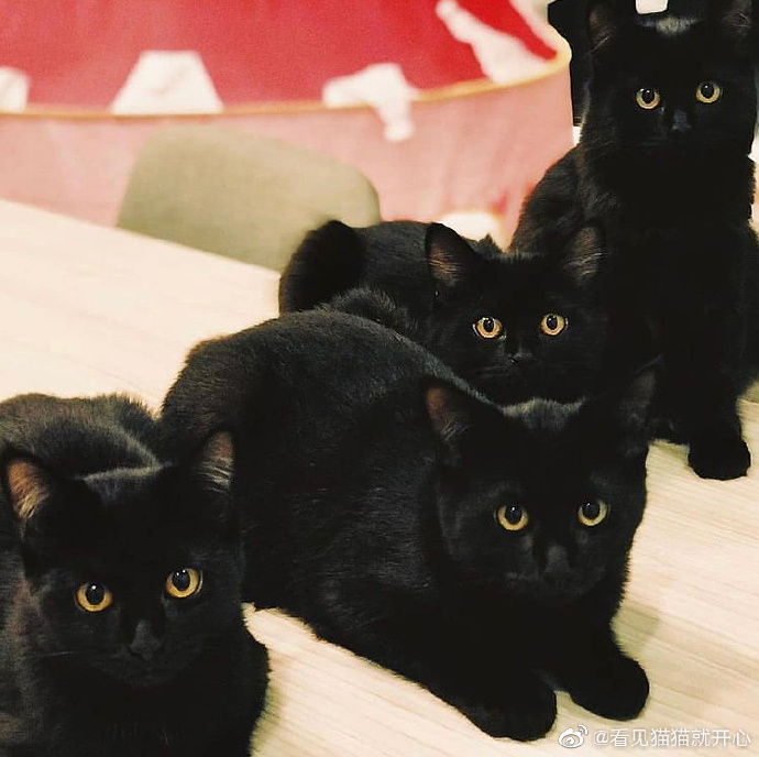 猫图片|宠物猫|猫咪|