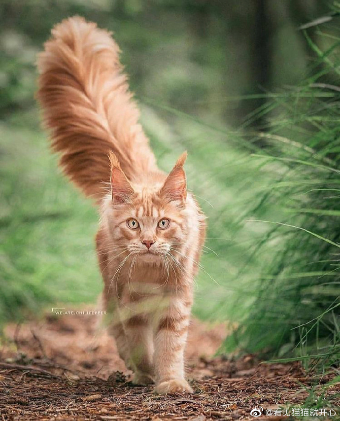 猫图片|宠物猫|猫咪|