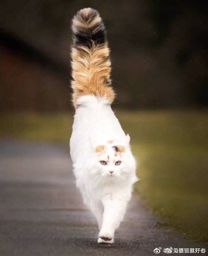 猫图片|宠物猫|猫咪|