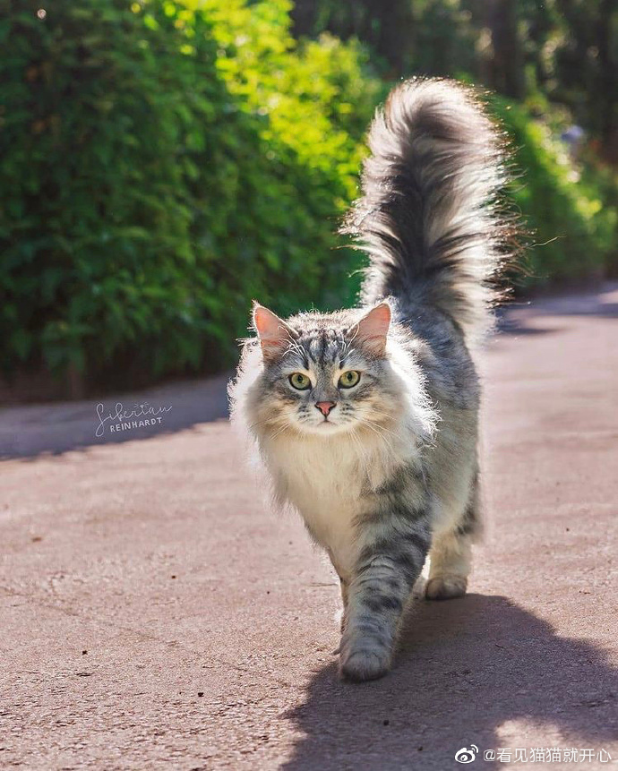 猫图片|宠物猫|猫咪|