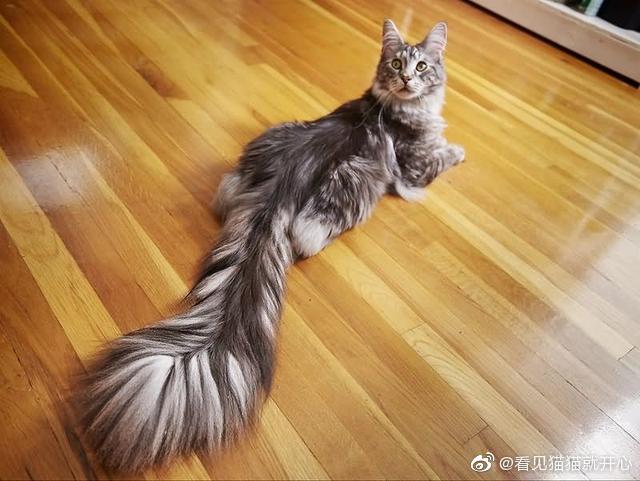 猫图片|宠物猫|猫咪|