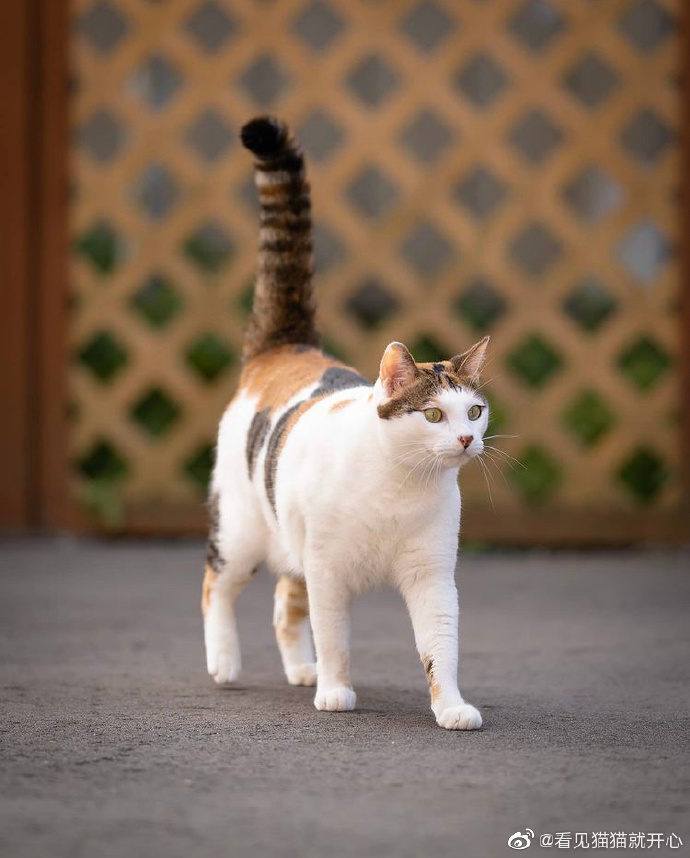 猫图片|宠物猫|猫咪|