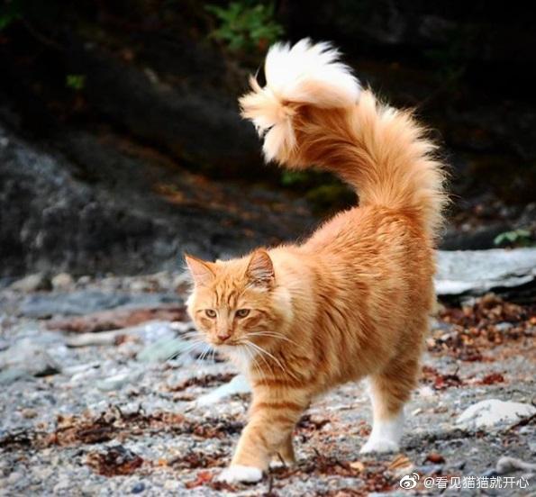 猫图片|宠物猫|猫咪|