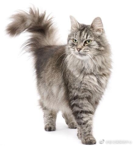 猫图片|宠物猫|猫咪|