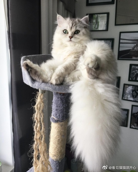 猫图片|宠物猫|猫咪|