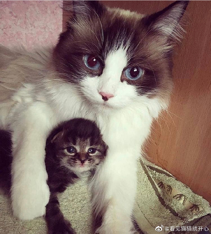 猫图片|宠物猫|猫咪|