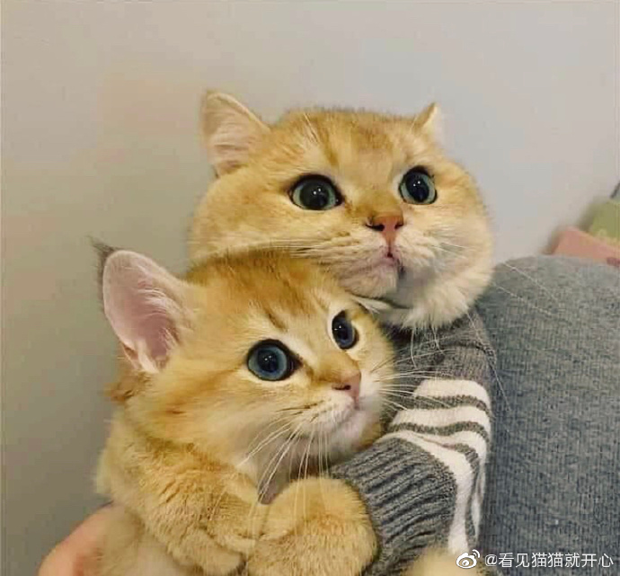 猫图片|宠物猫|猫咪|