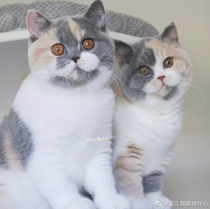 猫图片|宠物猫|猫咪|