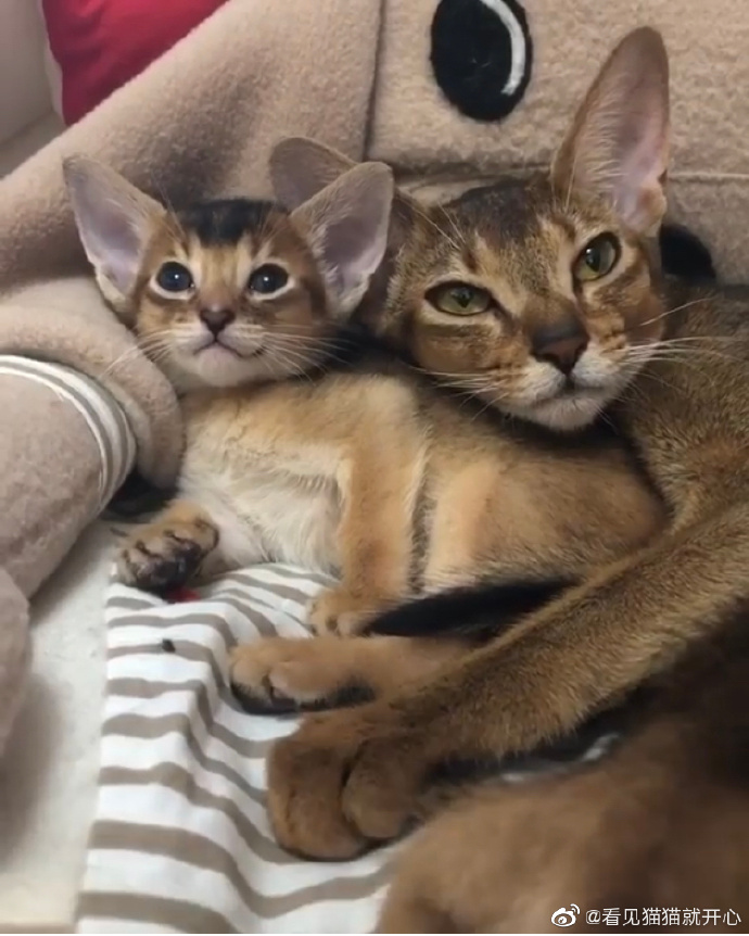 猫图片|宠物猫|猫咪|