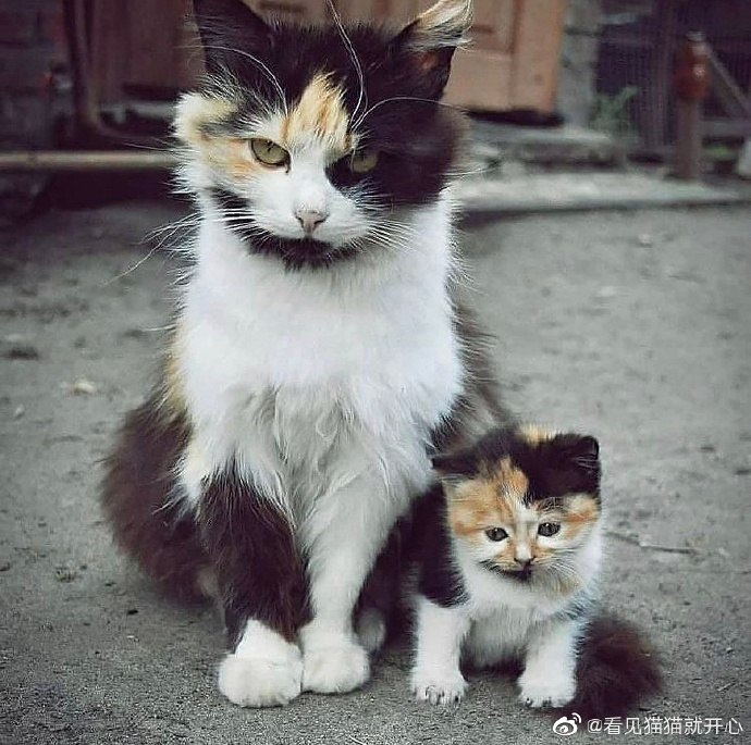 猫图片|宠物猫|猫咪|