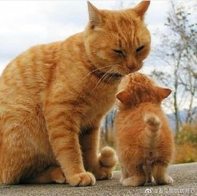 猫图片|宠物猫|猫咪|