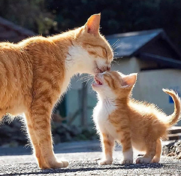 猫图片|宠物猫|猫咪|