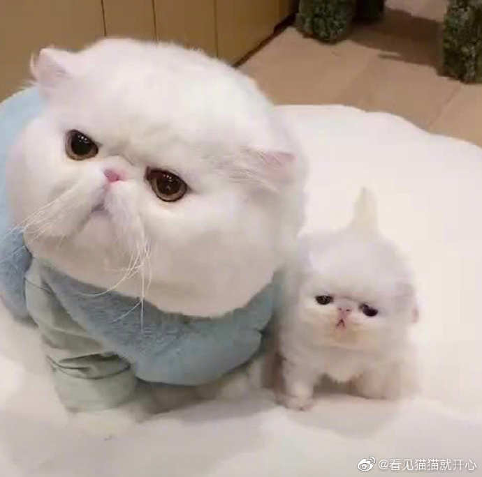 猫图片|宠物猫|猫咪|