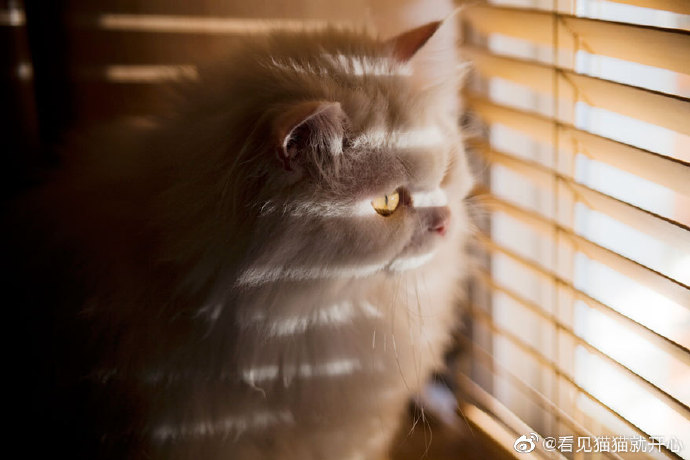 猫图片|宠物猫|猫咪|