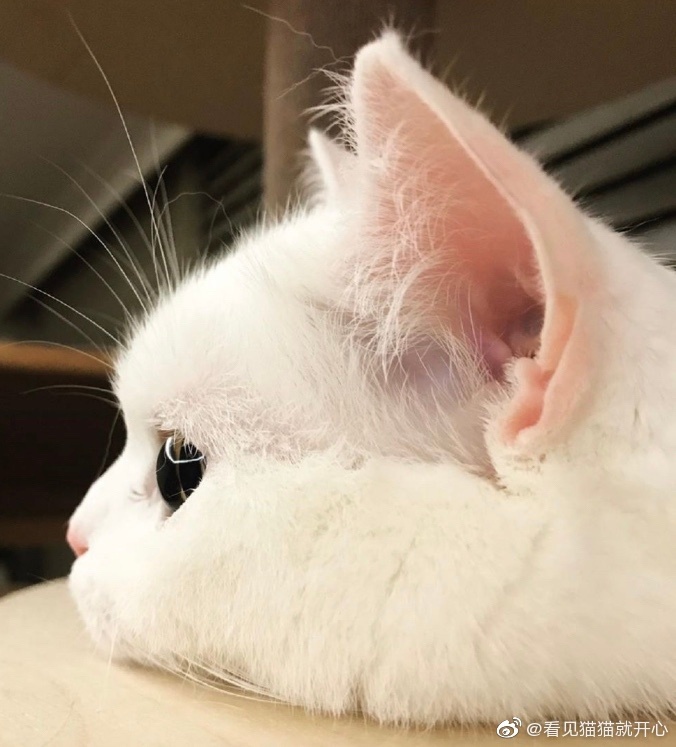 猫图片|宠物猫|猫咪|