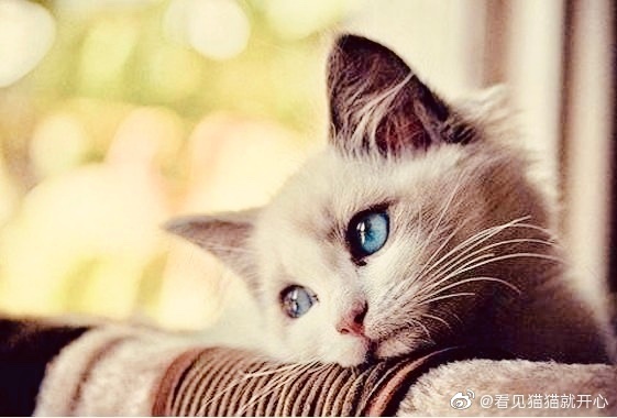 猫图片|宠物猫|猫咪|