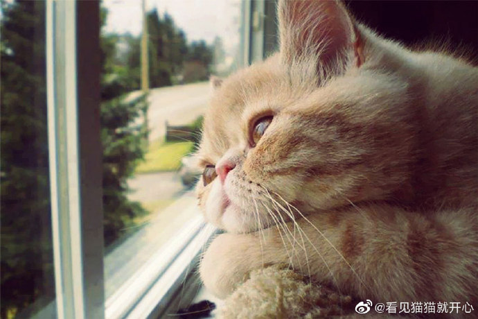 猫图片|宠物猫|猫咪|