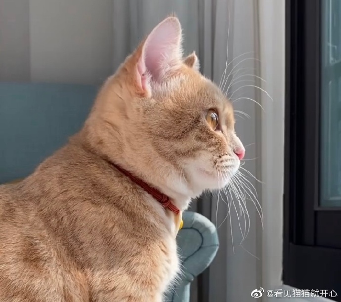 猫图片|宠物猫|猫咪|