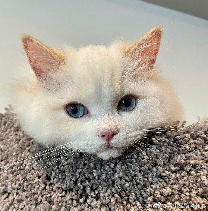 猫图片|宠物猫|猫咪|