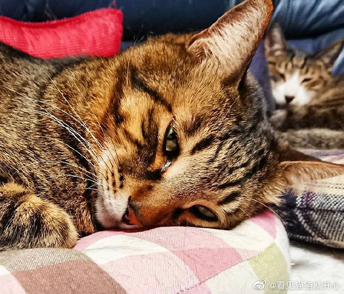 猫图片|宠物猫|猫咪|