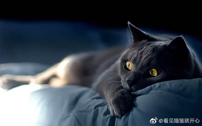 猫图片|宠物猫|猫咪|