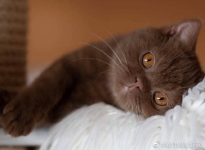 猫图片|宠物猫|猫咪|