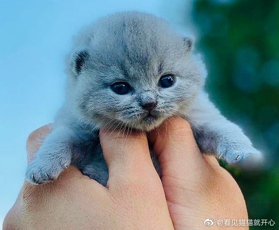 猫图片|宠物猫|猫咪|