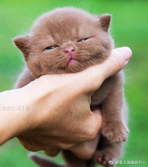 猫图片|宠物猫|猫咪|