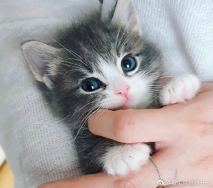 猫图片|宠物猫|猫咪|