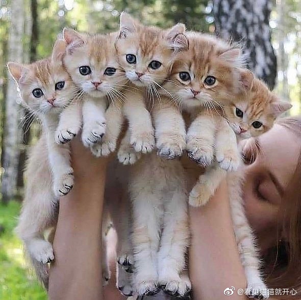 猫图片|宠物猫|猫咪|